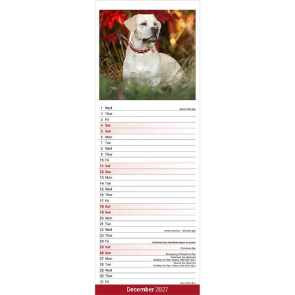 Avonside Labrador Retriever Blond Kalender 2027 Slimline