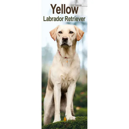 Avonside Labrador Retriever Blond Kalender 2027 Slimline