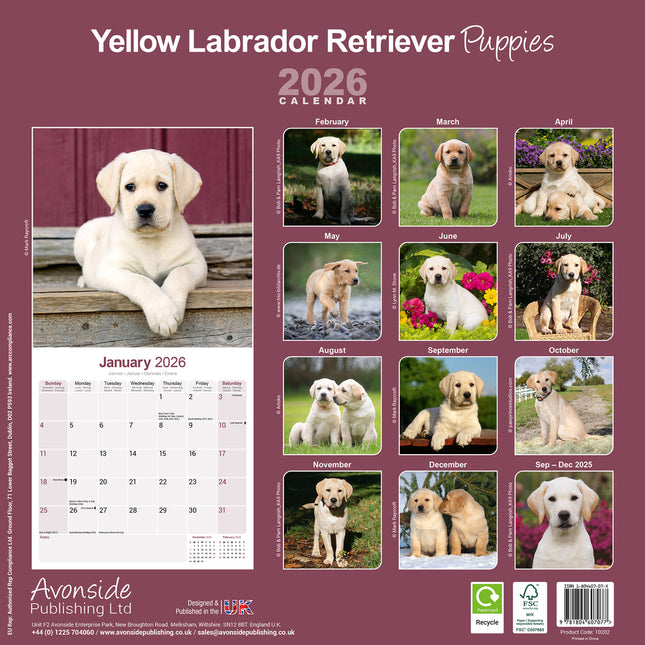 Avonside Labrador Retriever Blond Puppies Kalender 2026