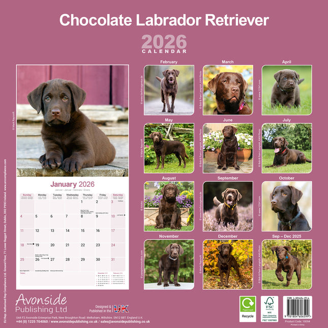 Avonside Labrador Retriever Bruin Kalender 2026