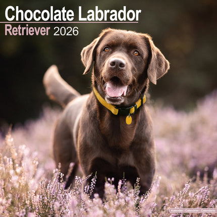 Avonside Labrador Retriever Bruin Kalender 2026