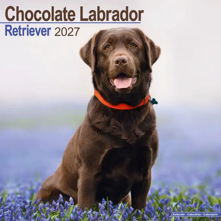 Avonside Labrador Retriever Bruin Kalender 2027