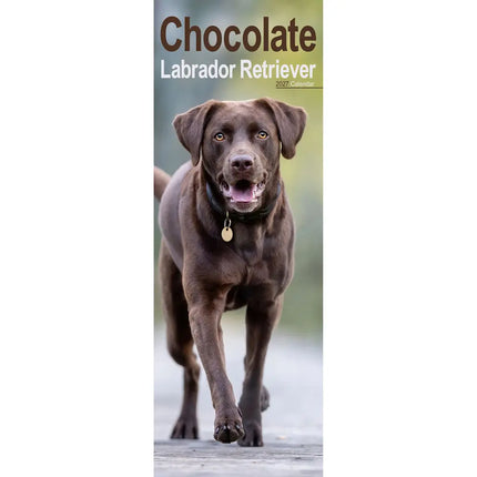 Avonside Labrador Retriever Bruin Kalender 2027 Slimline