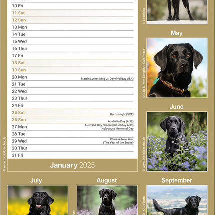 Avonside Labrador Retriever Kalender Zwart 2025 Slimline