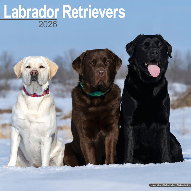 Avonside Labrador Retriever Mixed Kalender 2026