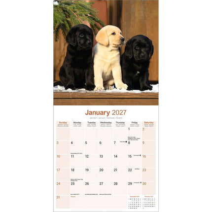 Avonside Labrador Retriever Mixed Kalender 2027