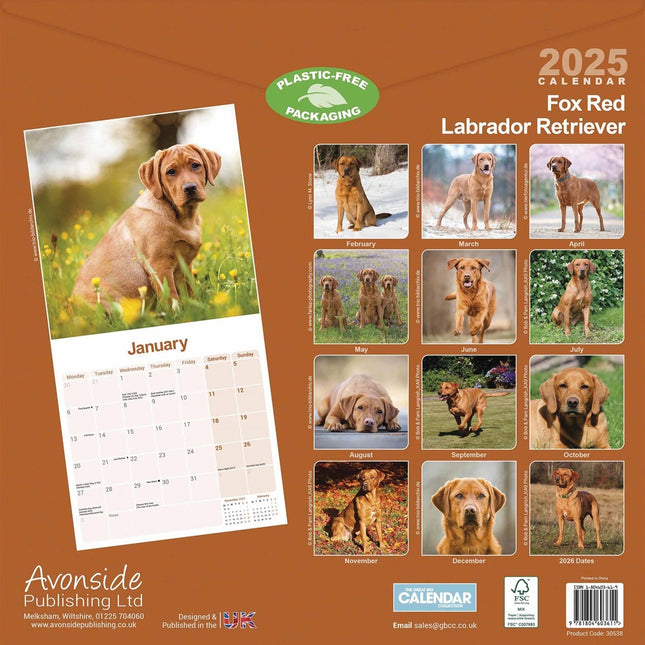 Avonside Labrador Retriever Rood Kalender 2025