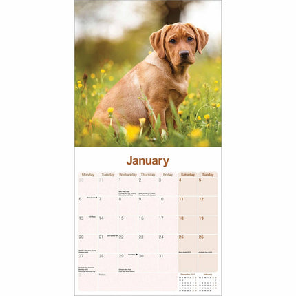 Avonside Labrador Retriever Rood Kalender 2025