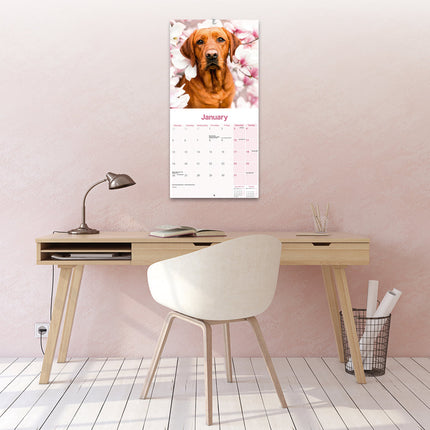 Avonside Labrador Retriever Rood Kalender 2026