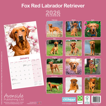 Avonside Labrador Retriever Rood Kalender 2026