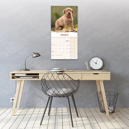 Avonside Labrador Retriever Rood Kalender 2027