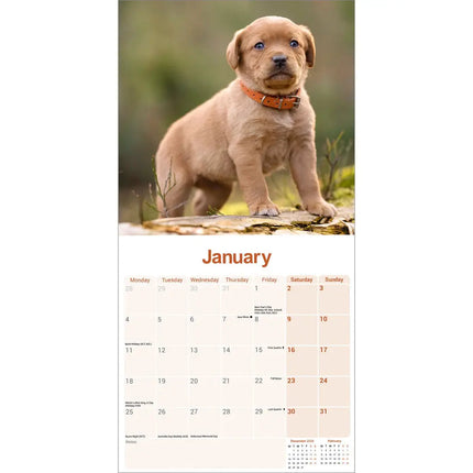 Avonside Labrador Retriever Rood Kalender 2027