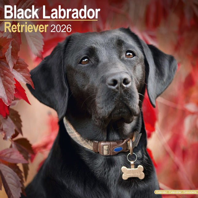 Avonside Labrador Retriever Zwart Kalender 2026