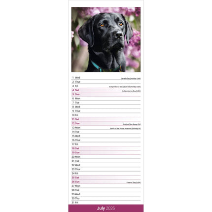Avonside Labrador Retriever Zwart Kalender 2026 Slimline
