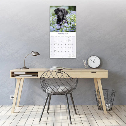 Avonside Labrador Retriever Zwart Kalender 2027