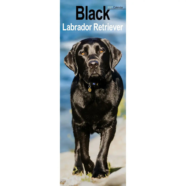 Avonside Labrador Retriever Zwart Kalender 2027 Slimline