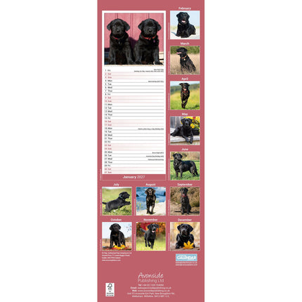 Avonside Labrador Retriever Zwart Kalender 2027 Slimline