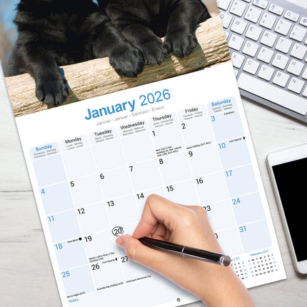 Avonside Labrador Retriever Zwart Puppies Kalender 2026