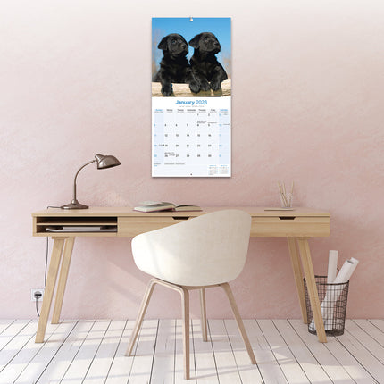 Avonside Labrador Retriever Zwart Puppies Kalender 2026