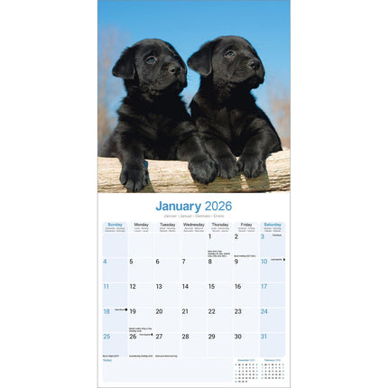 Avonside Labrador Retriever Zwart Puppies Kalender 2026