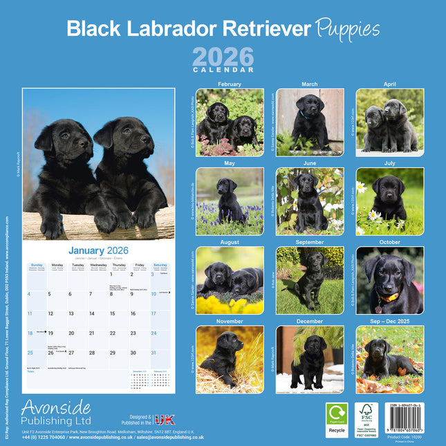 Avonside Labrador Retriever Zwart Puppies Kalender 2026