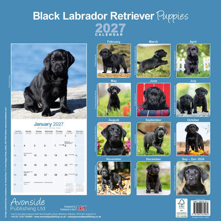 Avonside Labrador Retriever Zwart Puppies Kalender 2027