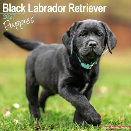 Avonside Labrador Retriever Zwart Puppies Kalender 2027