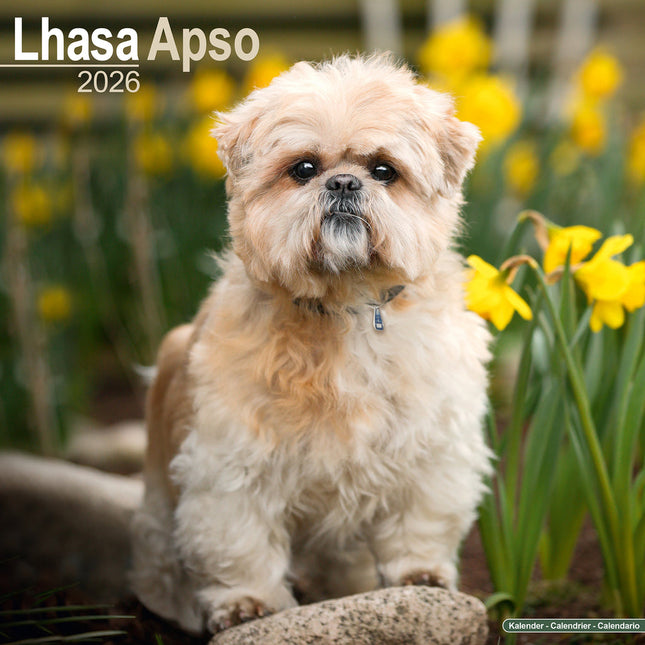 Avonside Lhasa Apso Kalender 2026
