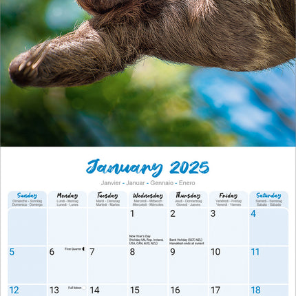 Avonside Luiaard / Sloths Kalender 2025