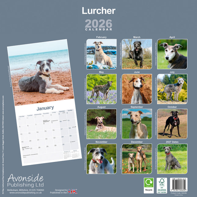 Avonside Lurcher Kalender 2026