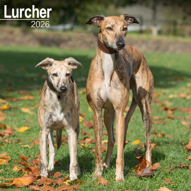 Avonside Lurcher Kalender 2026