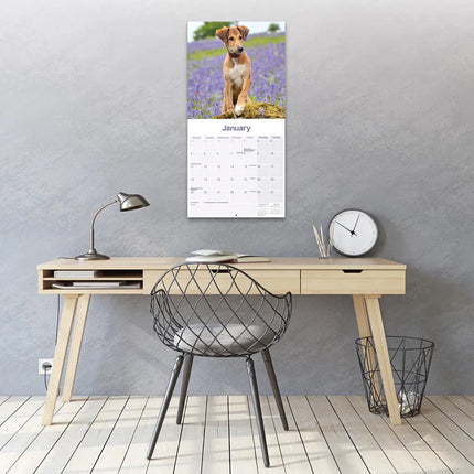 Avonside Lurcher Kalender 2027