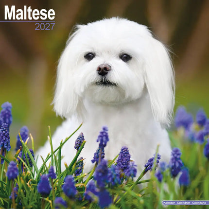Avonside Maltezer Kalender 2027