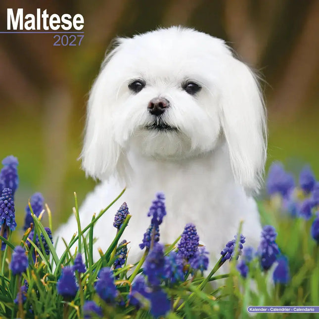 Avonside Maltezer Kalender 2027