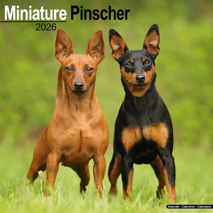 Avonside Miniatuur Pinscher Kalender 2027