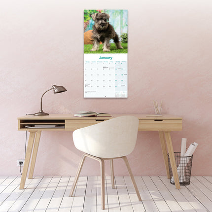 Avonside Miniatuur Schnauzer Kalender 2026
