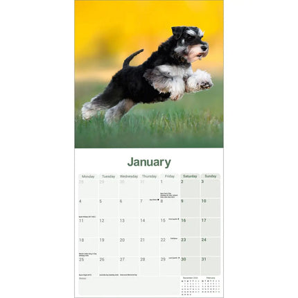 Avonside Miniatuur Schnauzer Kalender 2027