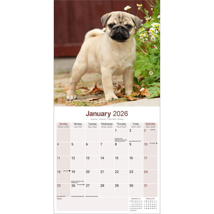 Avonside Mopshond Kalender 2026