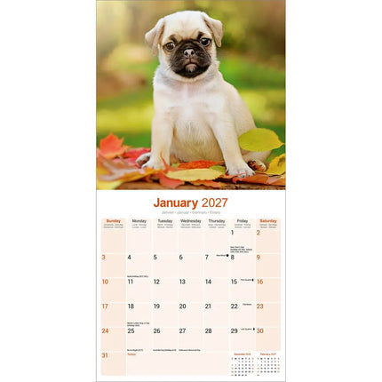 Avonside Mopshond Kalender 2027