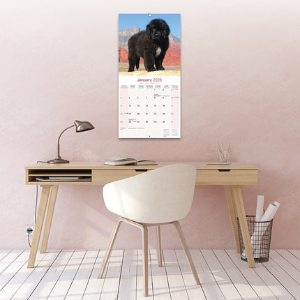 Avonside Newfoundlander Kalender 2026