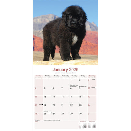 Avonside Newfoundlander Kalender 2026