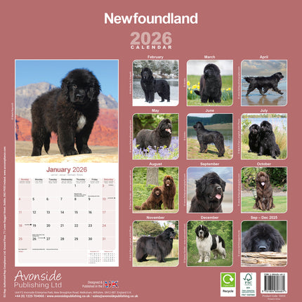 Avonside Newfoundlander Kalender 2026