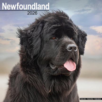 Avonside Newfoundlander Kalender 2026
