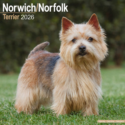 Avonside Norwich en Norfolk Terrier Kalender 2026