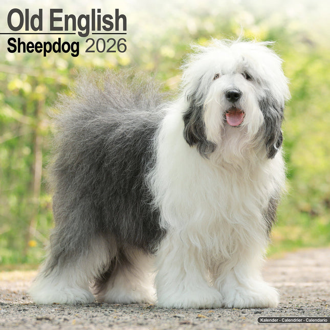 Avonside Old English Sheepdog Kalender 2026