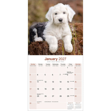 Avonside Old English Sheepdog Kalender 2027