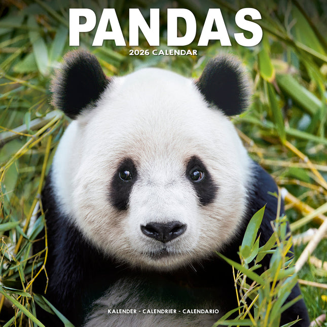 Avonside Panda Kalender 2026