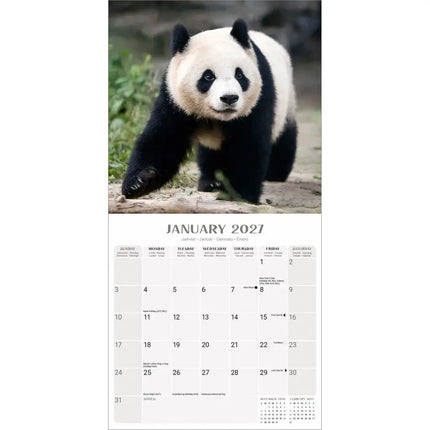 Avonside Panda Kalender 2027