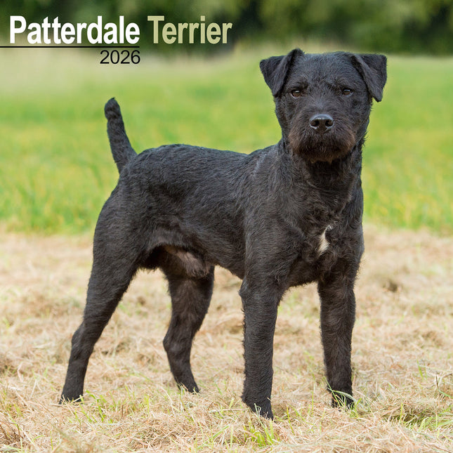 Avonside Patterdale Terrier Kalender 2026