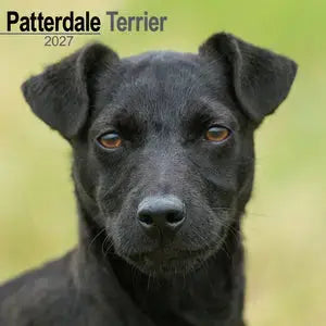 Avonside Patterdale Terrier Kalender 2027